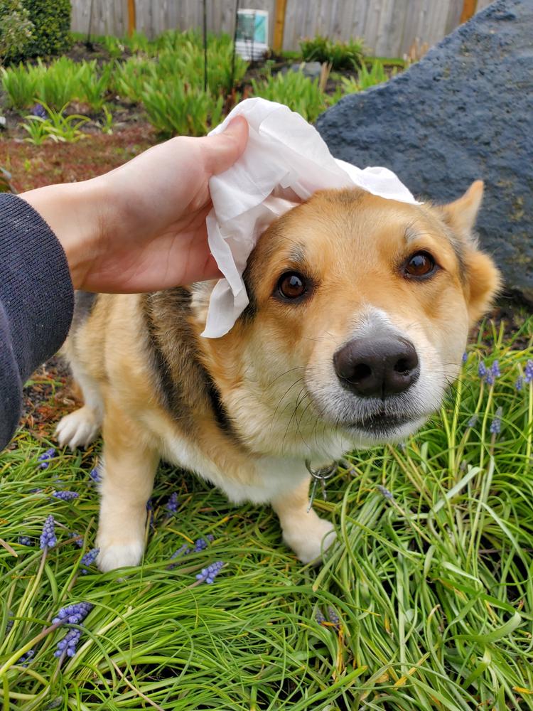 Tushy Wipes - Customer Photo From April +.