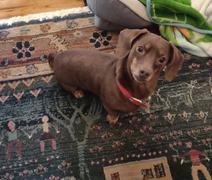 earthbath® Shea Butter Shampoo Review