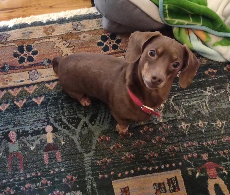 Hypoallergenic Shea Butter Shampoo - Customer Photo From L M.