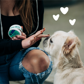Dog using Treatment Balm