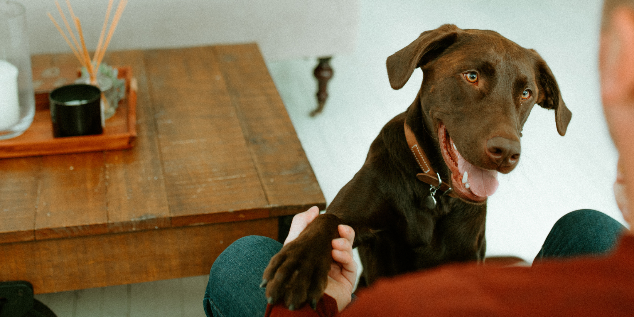 happy brown dog giving paw to owner