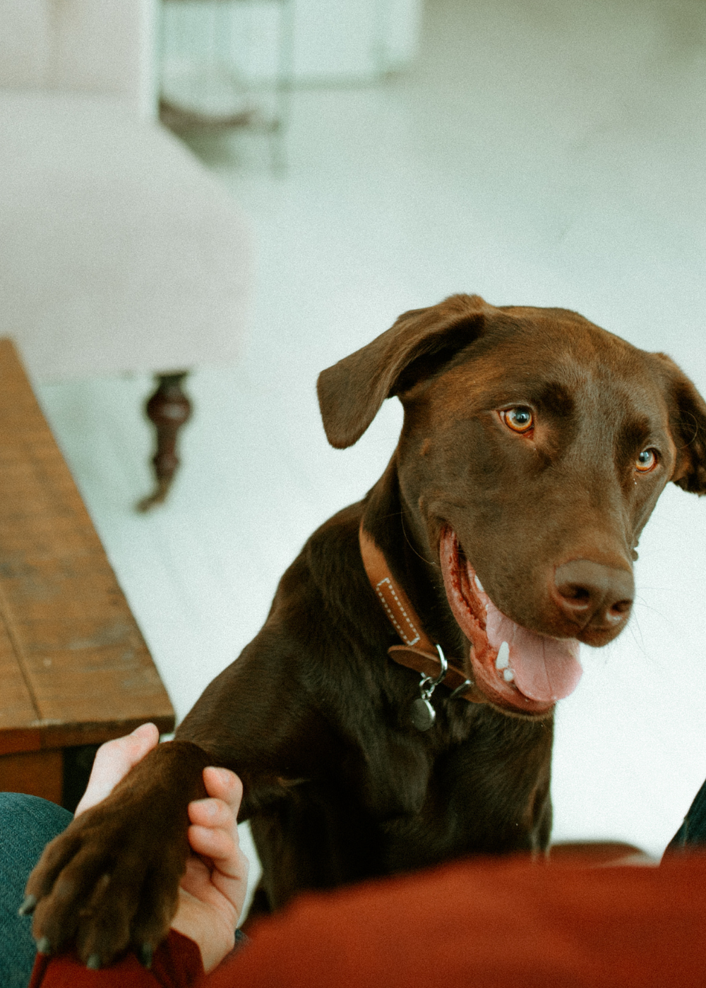 happy brown dog giving paw to owner
