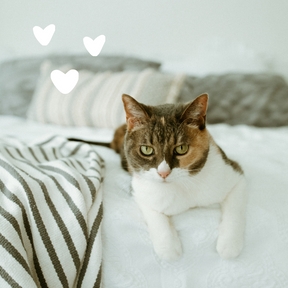 Cat on a bed with hearts 