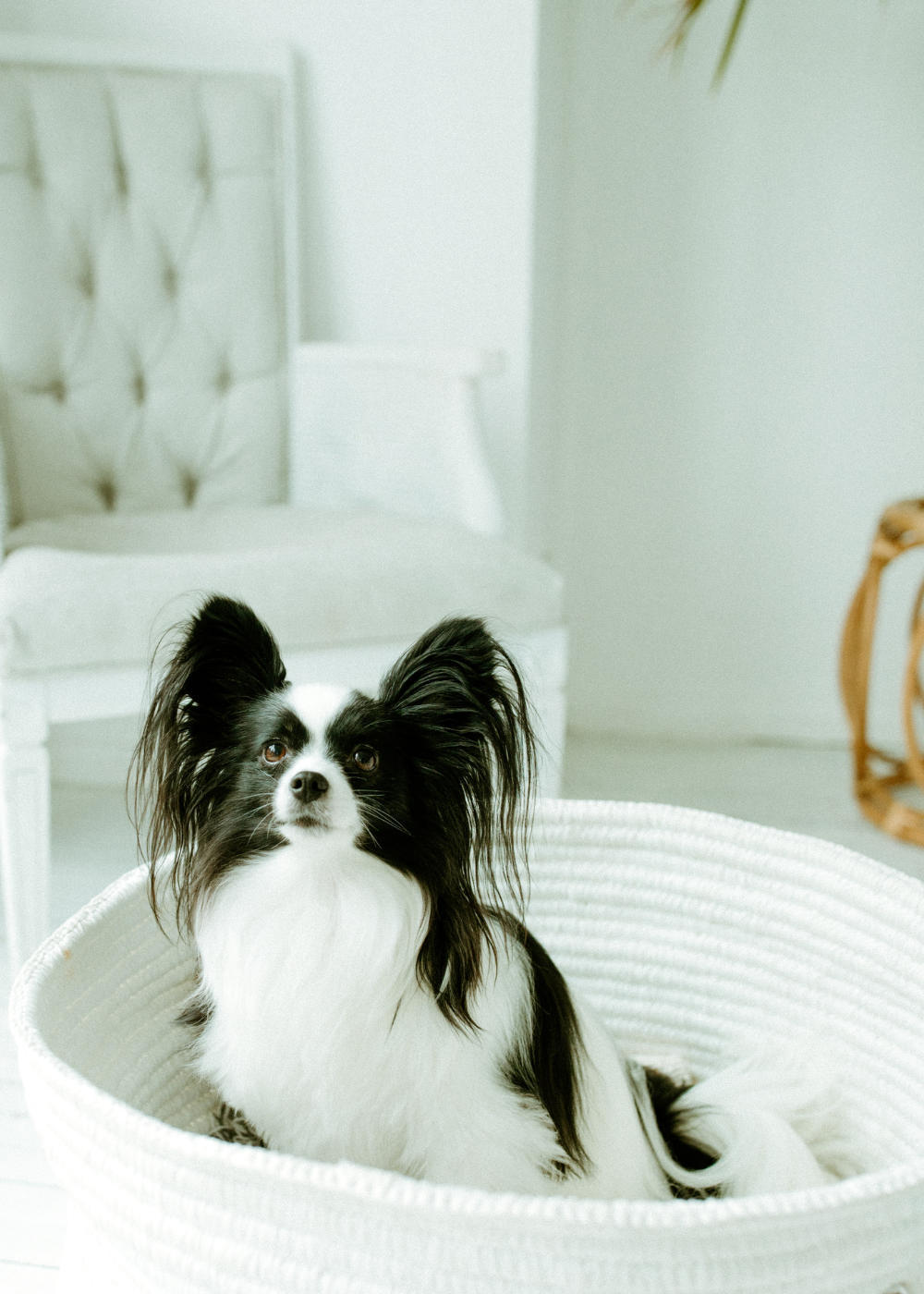white and black dog in basket looking up