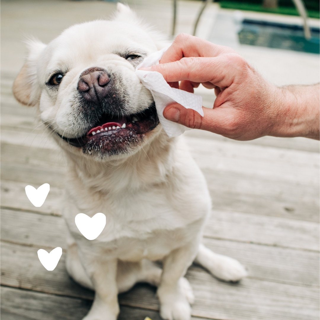 Dog using Hypoallergenic Eye Wipes
