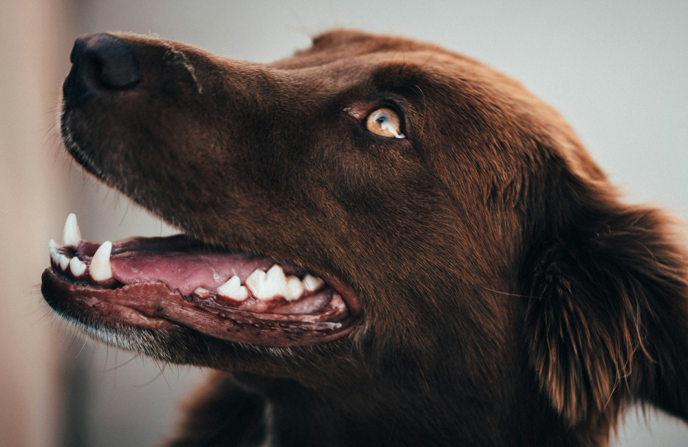 Five Signs Your Pet Needs a Dental Checkup and How to Spot Them Early
