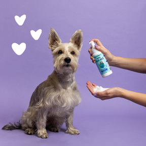 Dog using Foaming Facial Wash with hearts