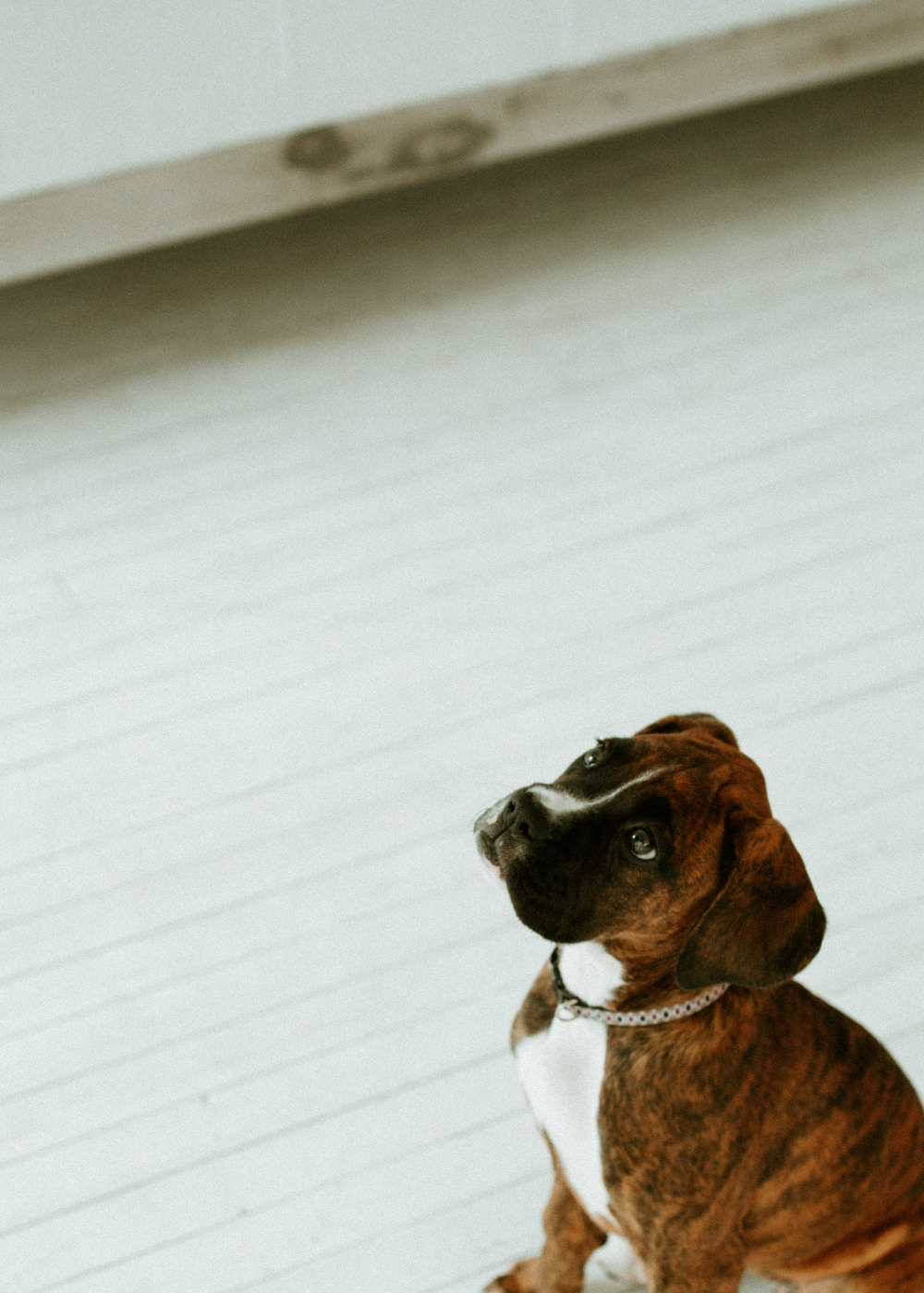 boxer puppy sitting on floor looking up