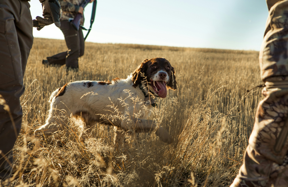 Field-Ready Grooming: How to Groom Your Hunting Dog for the Field