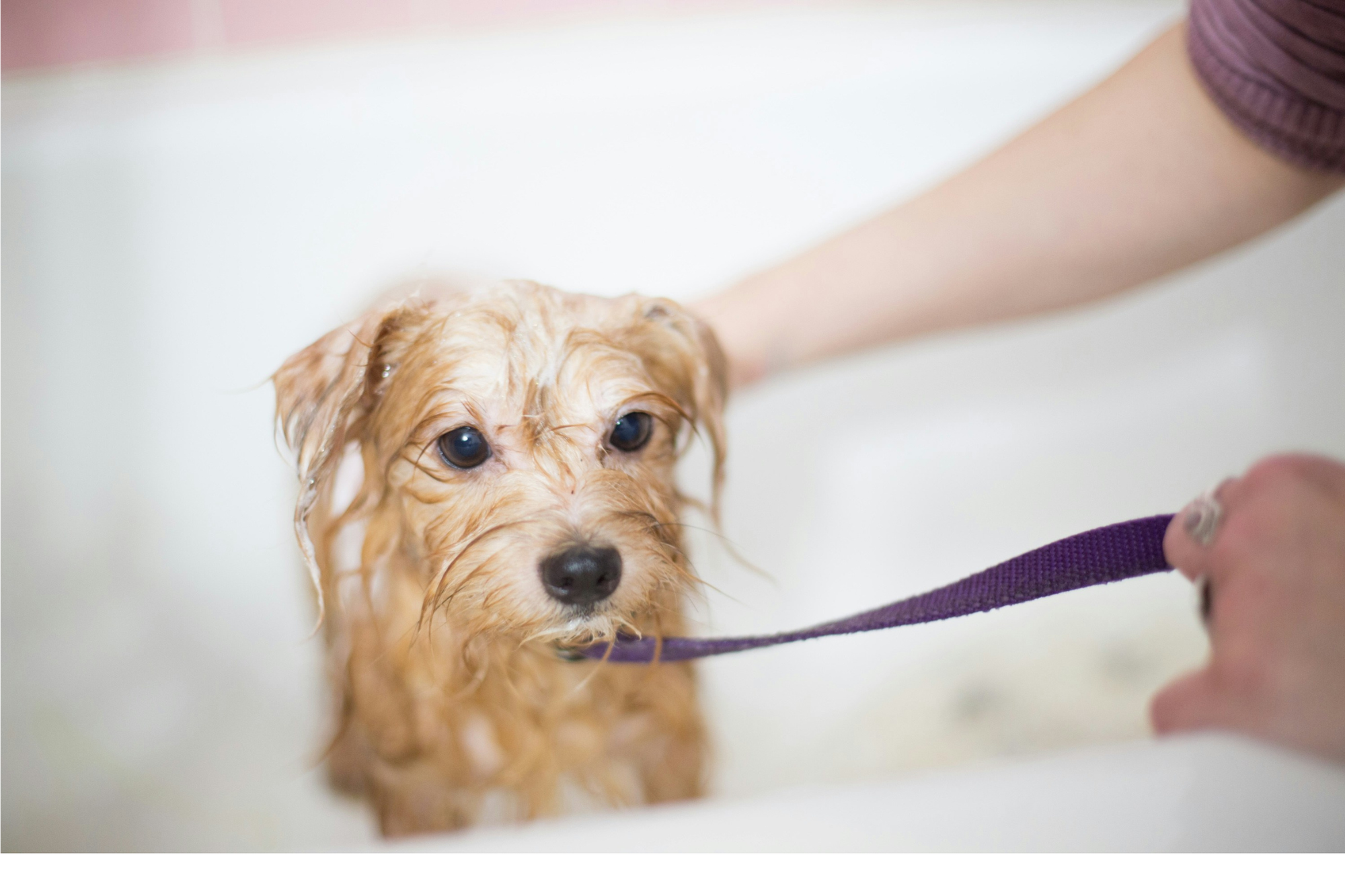 What to Avoid in Pet Shampoos: Harmful Ingredients List