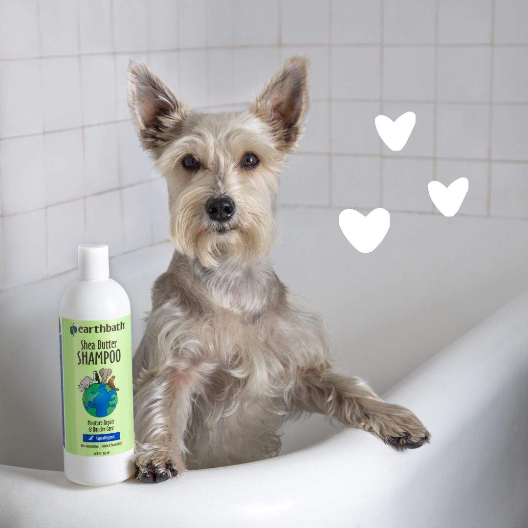 The product Shea Butter Shampoo with a dog