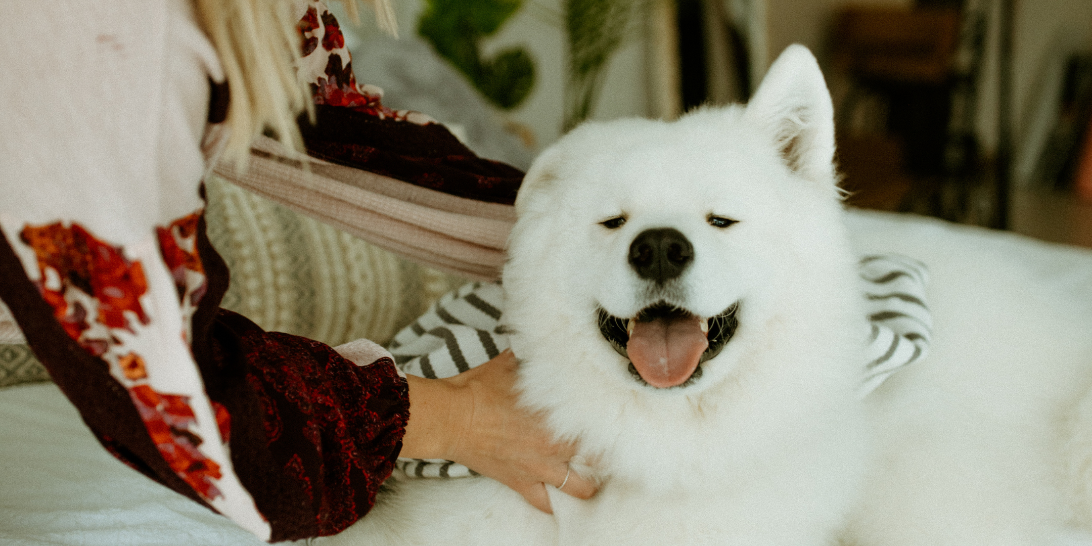 happy white dog being toweled off