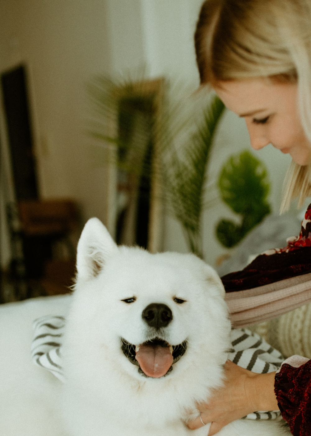 happy white dog being toweled off