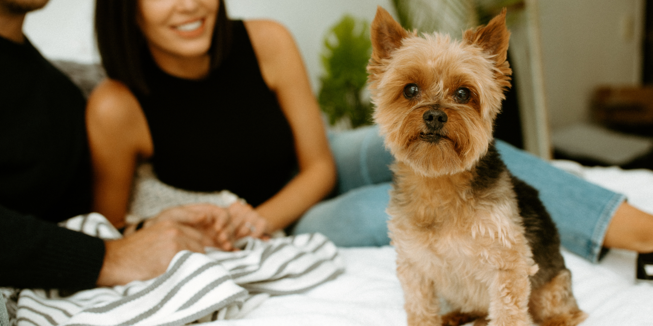 yorkie on bed lifestyle
